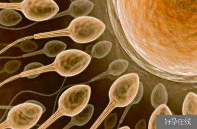 武汉备孕试管婴儿知识_超级精子是什么，精子活力太高也会造成不育？